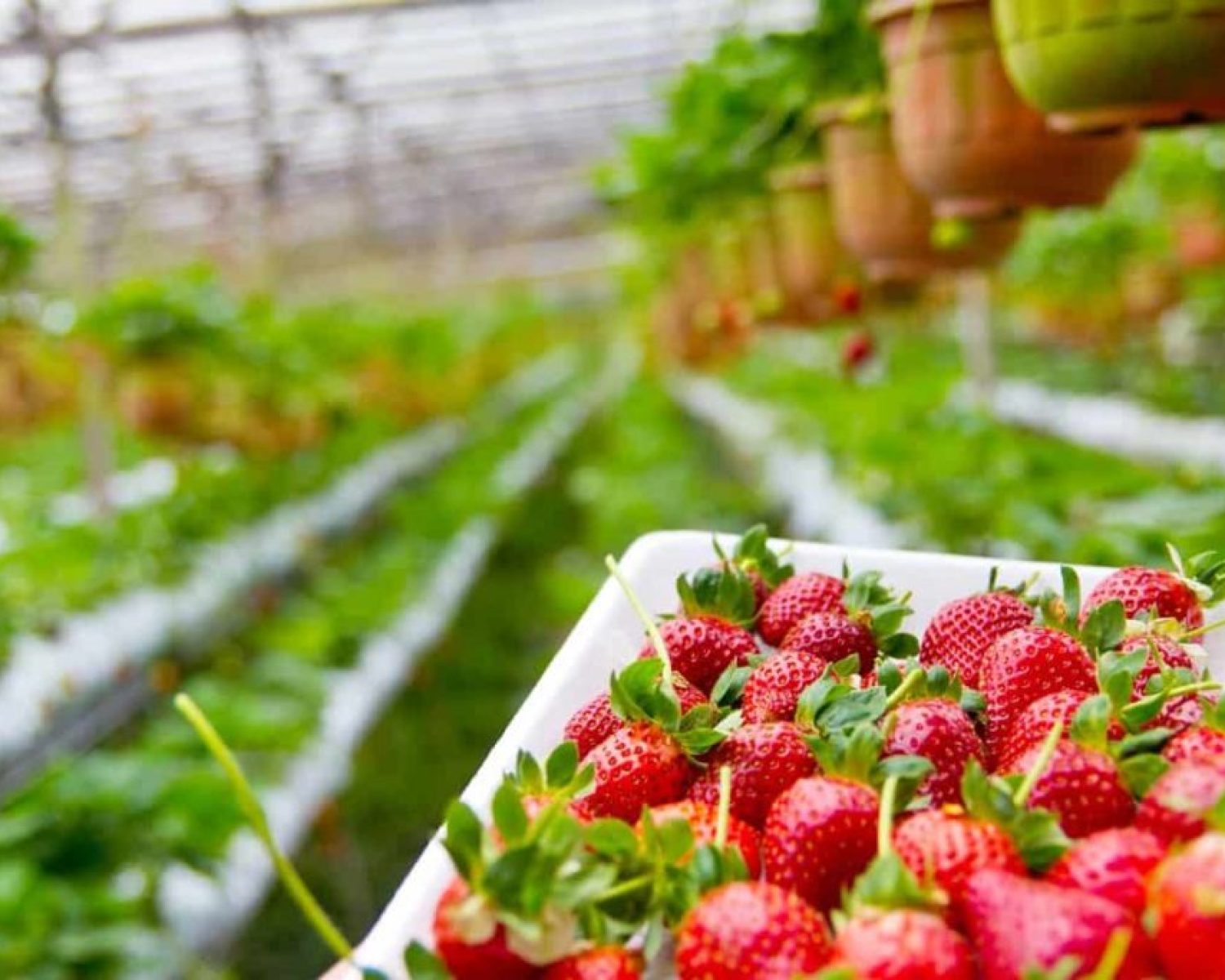 Organic-Farming-in-Sikkim_-Crops-Grown-Starting-Ideas-for-Beginners4-1024x683