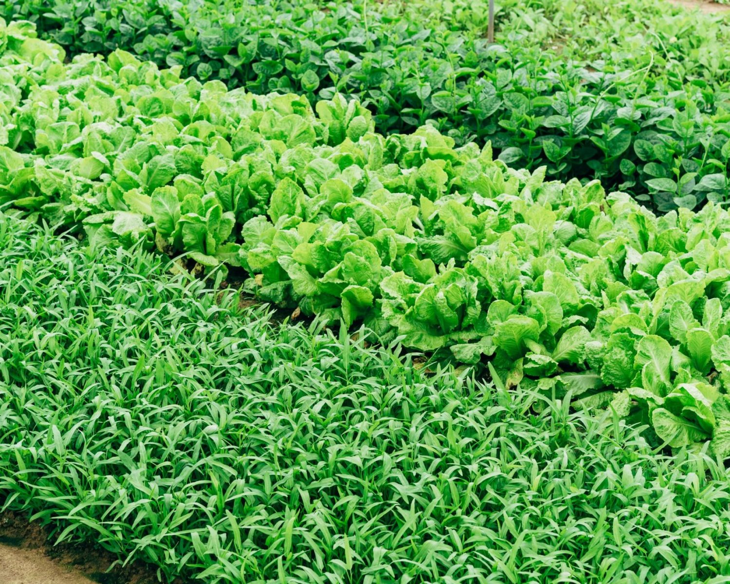 markus-winkler-HeqXGxnsnX4-unsplash