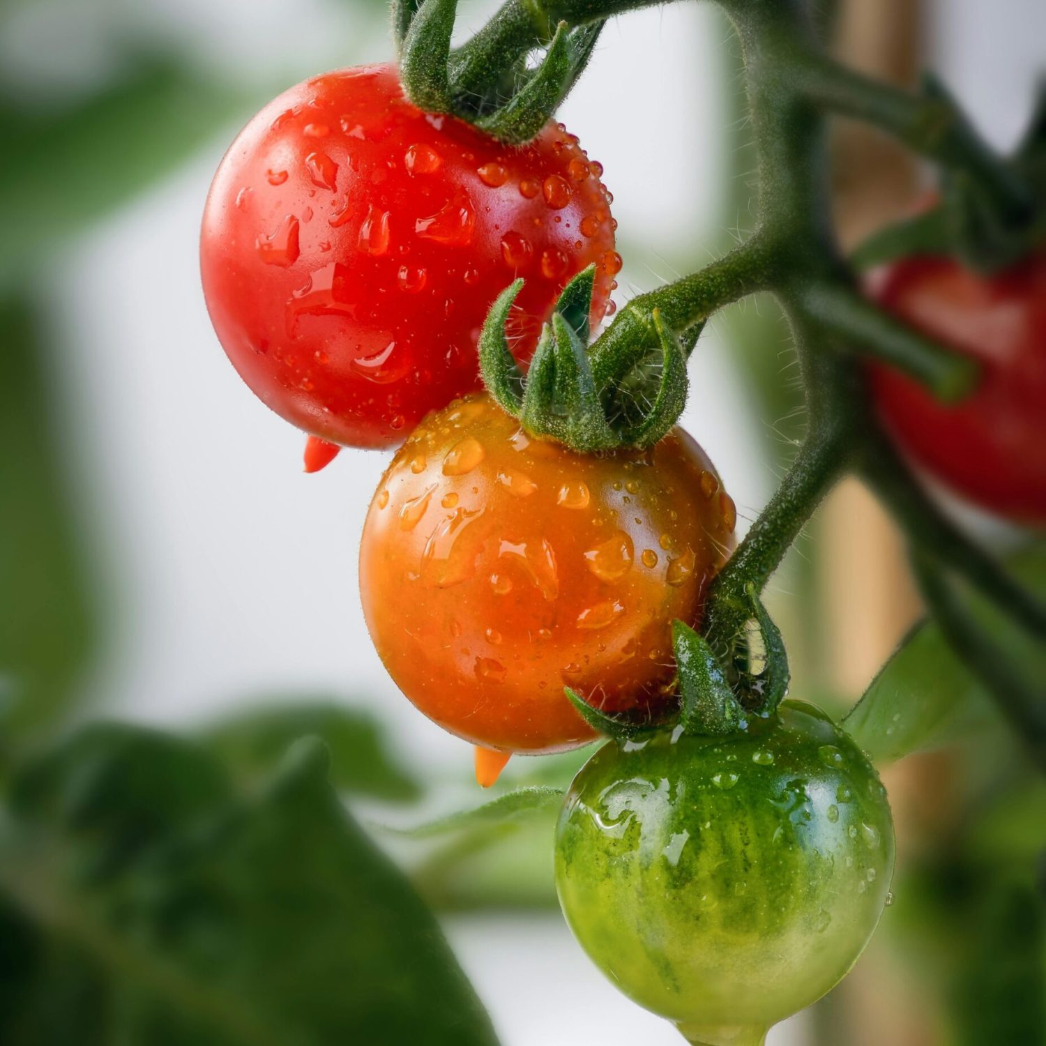 pexels-roonz-4671829