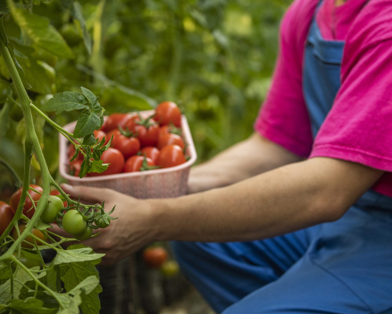 Young man picking tomatoes at the greenhouse. High quality photo